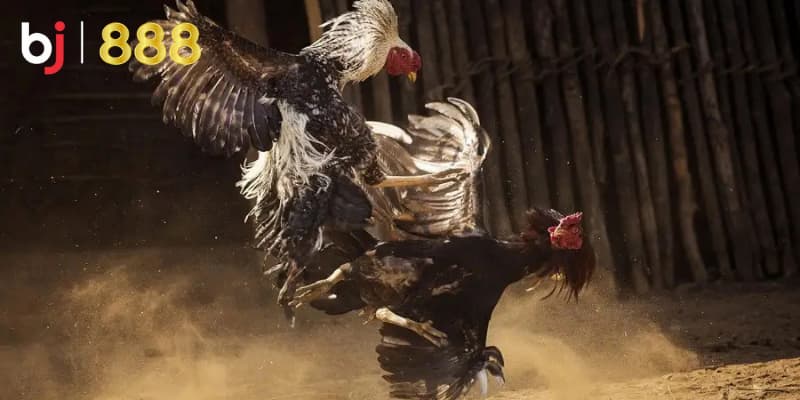 Chăm sóc gà chọi sau đá