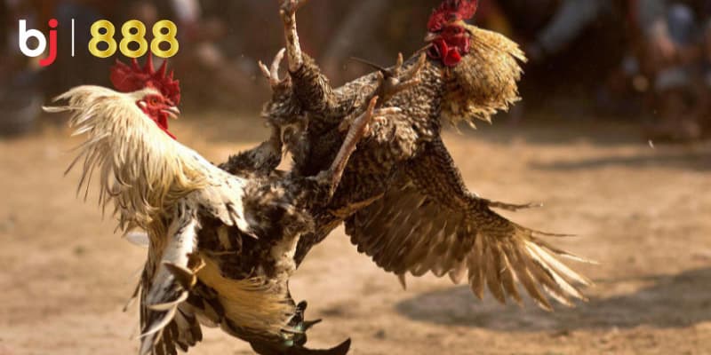 Chăm sóc lông gà chọi