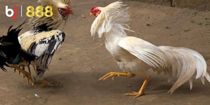 Huấn luyện gà chọi chiến đấu