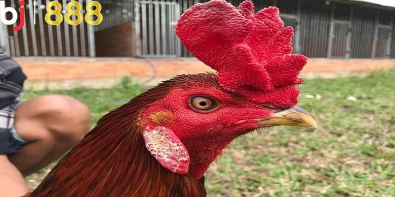 Vì sao phải thực hiện cắt mồng gà?