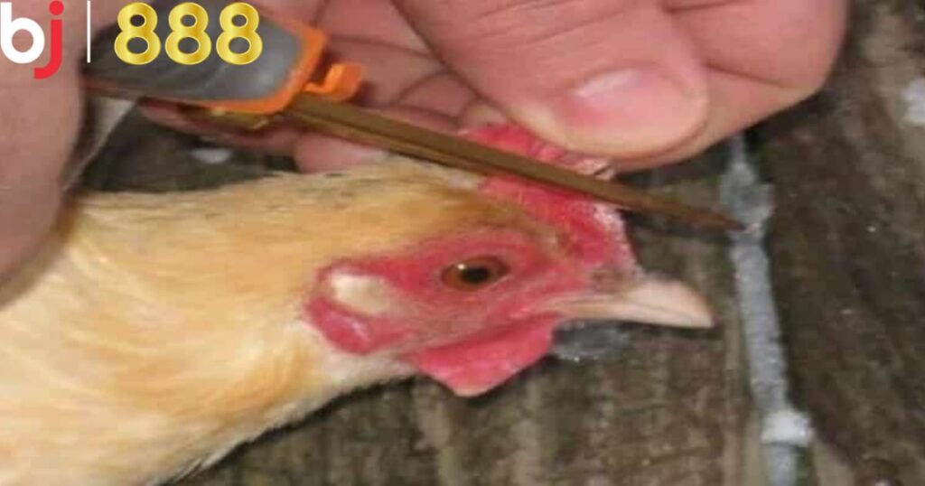 Kỹ thuật cắt mồng gà chọi