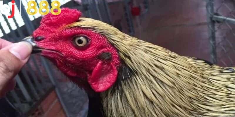 Ưu điểm và những lưu ý quan trọng khi cắt tỉa