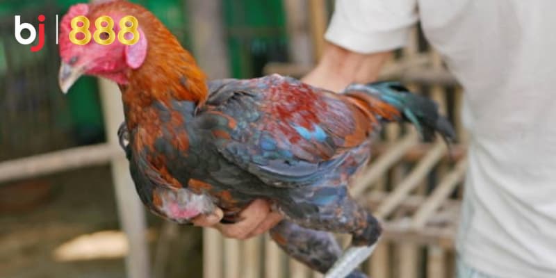 Kỹ thuật cắt tai gà chọi