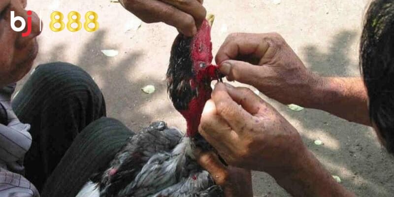 Kỹ thuật cắt tai gà chọi