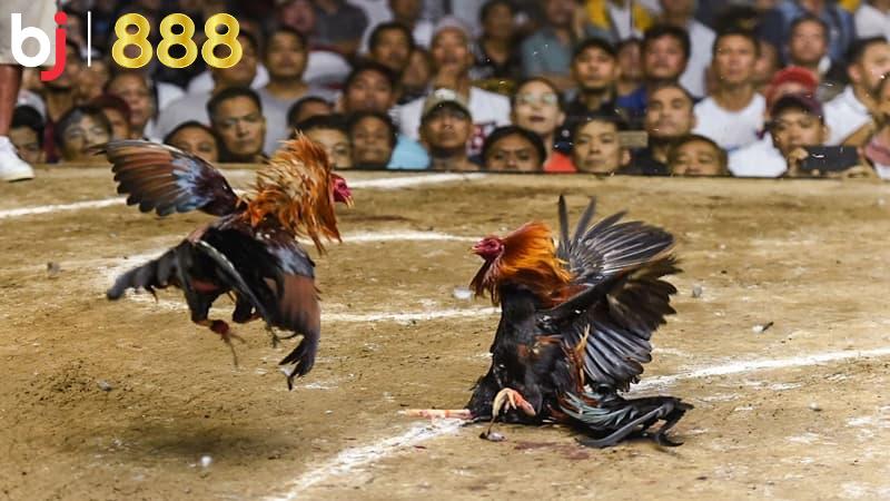 Tại sao cần đeo cựa chuẩn cho gà?