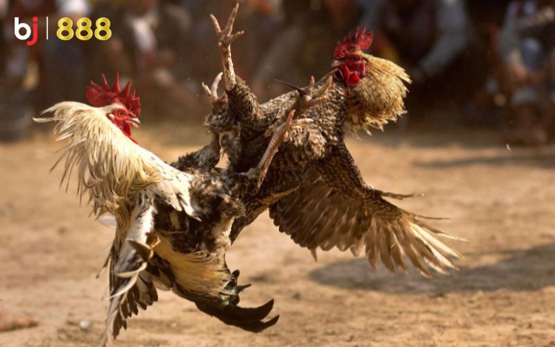 Kỹ thuật om bóp gà chọi