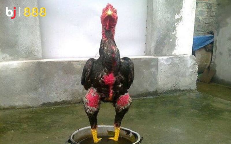Kỹ thuật om bóp gà chọi