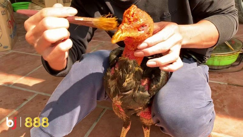 Kỹ thuật om bóp gà chọi