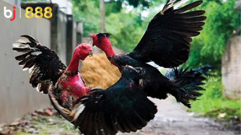 phòng bệnh cho gà chọi
