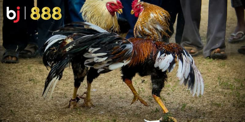 Tập luyện cho gà chọi