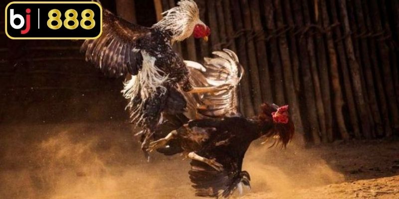 3 cửa cược chính là MERON, BDD, WALA