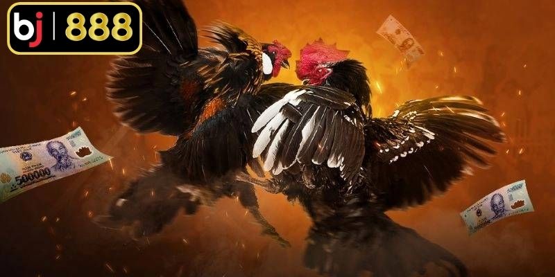 Đá Gà Ăn Tiền Thú Vị Với Tỷ Lệ Thưởng Siêu Hấp Dẫn