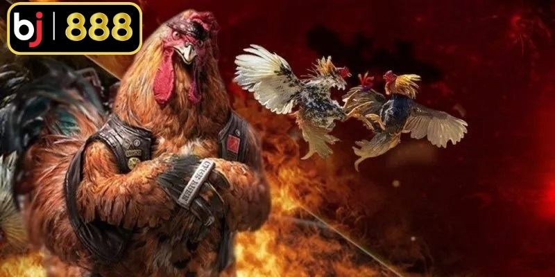 Đá gà cựa dao Mỹ là hình thức gay cấn