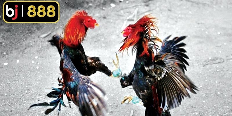 Dinh dưỡng hợp lý cho gà con giai đoạn đầu