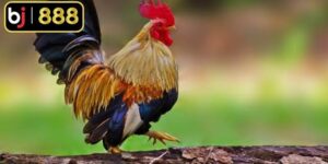 Gà Đẹp Nhất Việt Nam - Những Giống Loài Gây Ấn Tượng