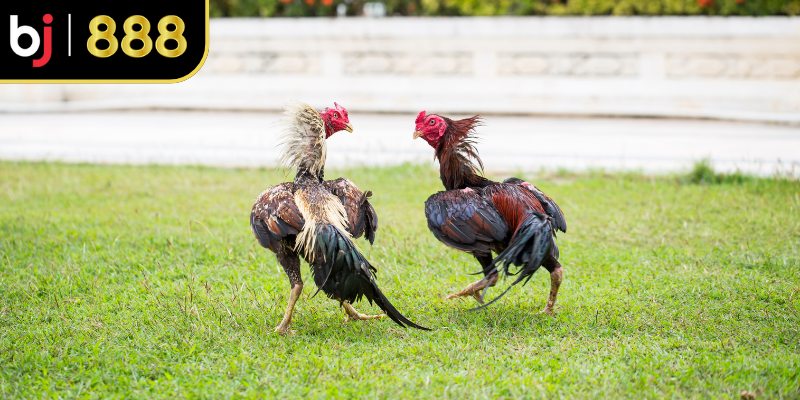Hiểu mẹo đá gà giúp tăng ưu thế rõ rệt