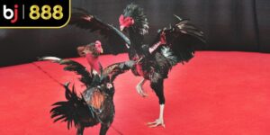 Mẹo Chơi Đá Gà Trực Tuyến Hiệu Quả Giúp Bạn Thắng Lớn