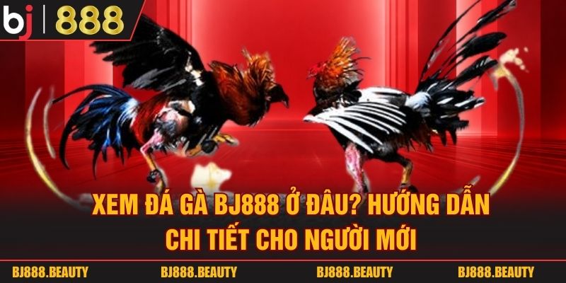 Xem Đá Gà Bj888 Ở Đâu? Hướng Dẫn Chi Tiết Cho Người Mới